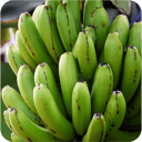 Foto de Platano Verde / unidad