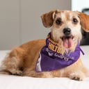 Foto de REGISTRO DE MASCOTAS