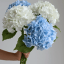 Foto de Hortensias