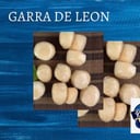 Foto de GARRA DE LEON  (250 GRAMOS)