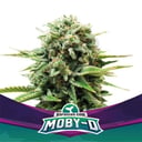 Foto de Moby D (Feminizada)