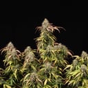 Foto de AK 420 (Automática)