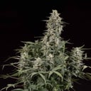 Foto de Big Bud (Automáticas)