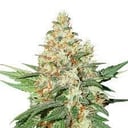 Foto de OG Kush (Automática)