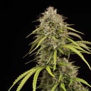 Foto de Bruce Banner (Automática)