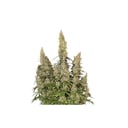 Foto de White Widow (Automática)