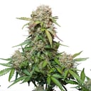 Foto de Jack Herer (Automática)
