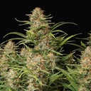Foto de Super Skunk (Automática)