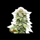 Foto de Gorilla Glue (Automática)