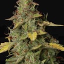 Foto de Girl Scout Cookies (Automática)