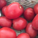 Foto de Jitomate 1 kg