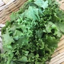 Foto de Lechuga italiana pieza