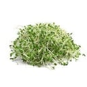 Foto de Brotes de alfalfa
