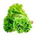 Foto de Lechuga francesa