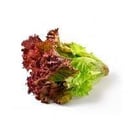 Foto de Lechuga morada