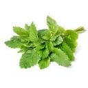 Foto de Menta