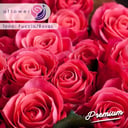 Foto de Fucsia