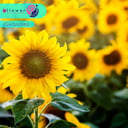 Foto de Girasoles