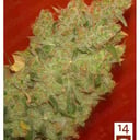 Foto de Jack La Mota (Feminizada)
