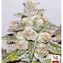 Foto de Mendocino Purple Kush (Feminizada)