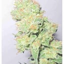 Foto de Y Griega CBD (Feminizada)