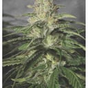 Foto de OG Kush CBD (Feminizada)