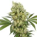 Foto de Medikit CBD (Feminizada)