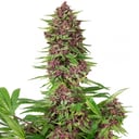 Foto de Purple Kush (Feminizada)