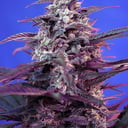 Foto de Bloody Skunk RF (Automática)