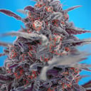 Foto de Devil Cream RF (Automática)