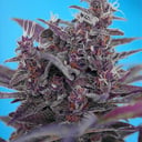 Foto de Black Cream RF (Automática)