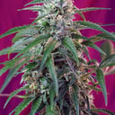 Foto de Green Poison (Automática)