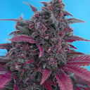 Foto de Dark Devil RF (Automática)