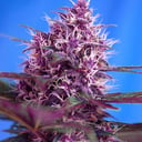 Foto de Red Poison RF (Automática)