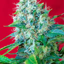 Foto de Green Poison (Feminizada)
