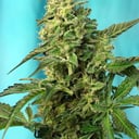 Foto de Green Poison Fast Version (Feminizada)
