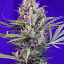 Foto de Cream Mandarine Fast Version (Feminizada)