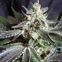 Foto de Black Jack Fast Version (Feminizada)
