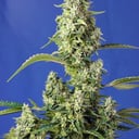 Foto de Gorilla Girl XL (Automática)