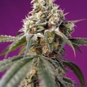 Foto de Bruce Banner (Automática)