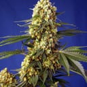 Foto de Strawberry Banana Gelato XL (Automática)