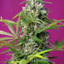 Foto de Gorila Girl (Feminizada)