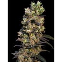 Foto de Pink Plant (Feminizada)