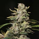 Foto de TNT Kush (Feminizada)
