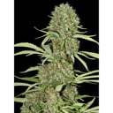 Foto de Jamaican Dream (Feminizada)