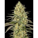 Foto de Black Dream (Feminizada)