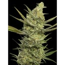 Foto de Gipsy Haze (Feminizada)