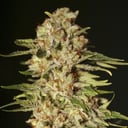 Foto de Papa´s Candy (Feminizada)