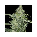 Foto de TNT Kush CBD (Feminizada)