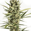 Foto de Amnesia XXL  (Automática)